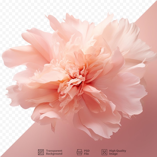 PSD 透明な背景にピオニーの花びらが描かれたロマンチックなデザイン