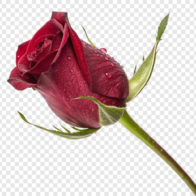 Roosbloem png geïsoleerd op doorzichtige achtergrond