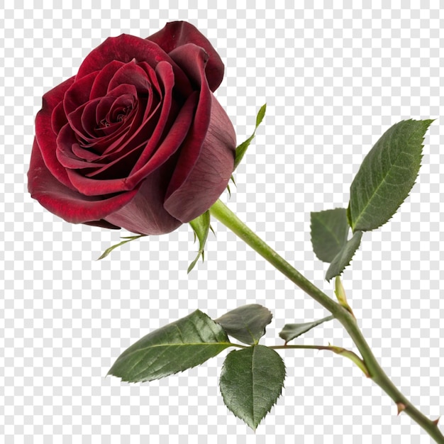 Roosbloem png geïsoleerd op doorzichtige achtergrond