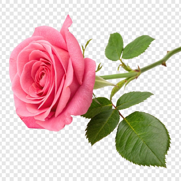 Roosbloem png geïsoleerd op doorzichtige achtergrond