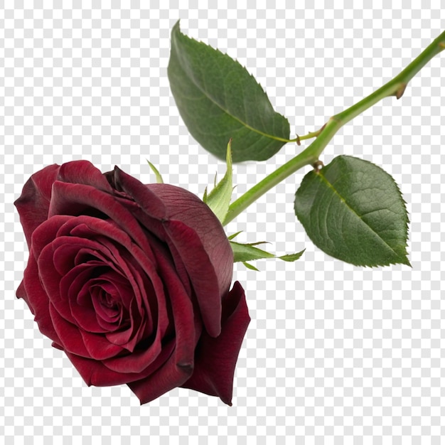 Roosbloem png geïsoleerd op doorzichtige achtergrond