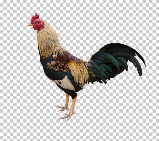 Rooster isolated