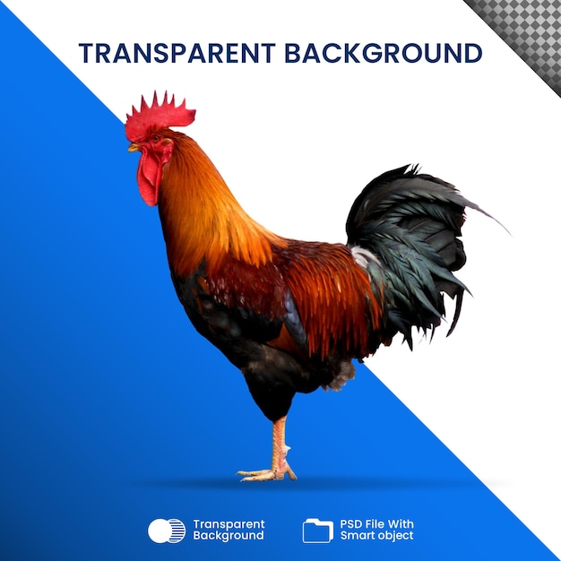PSD rooster transparent