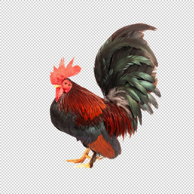 a rooster with a black tail and black feathers is standing in front of a white background.