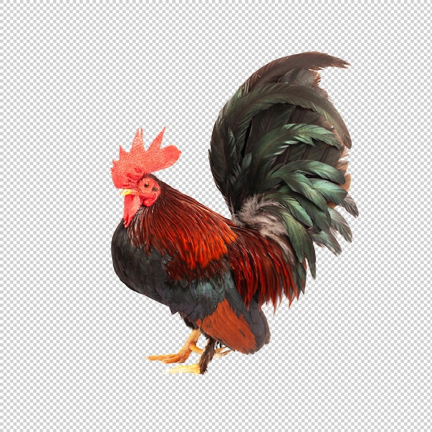 A rooster with a black tail and black feathers is standing in front of a white background.