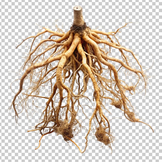 Roots transparent background