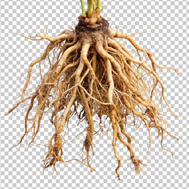 Roots transparent background