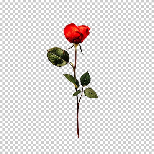 PSD rose flower and bouquet png isolated on transparent background
