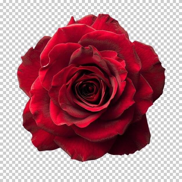 PSD rose flower and bouquet png isolated on transparent background