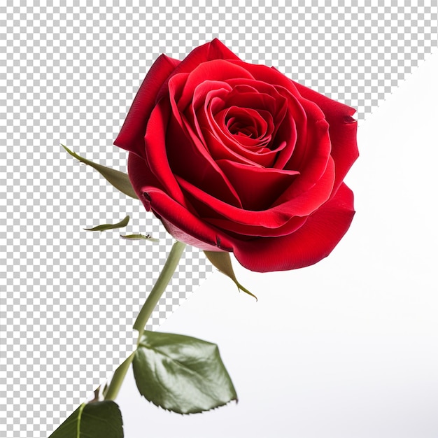 Rose flower isolated on transparent background