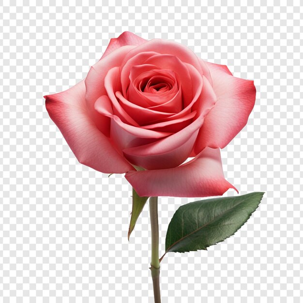 PSD rose flower isolated on transparent background