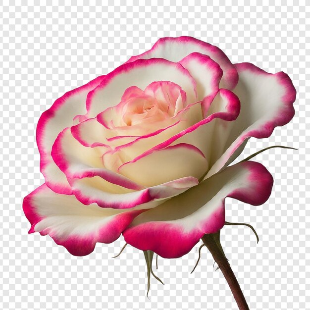 PSD rose flower png isolated on transparent background