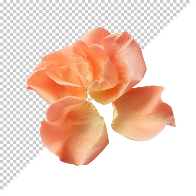 PSD rose flower png isolated on transparent background