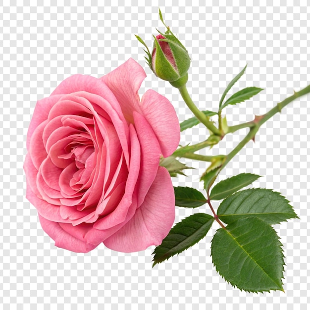 투명한 배경에 분리 된 장미 꽃 png
