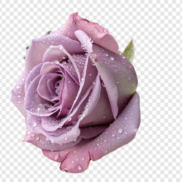 Rose flower png isolated on transparent background