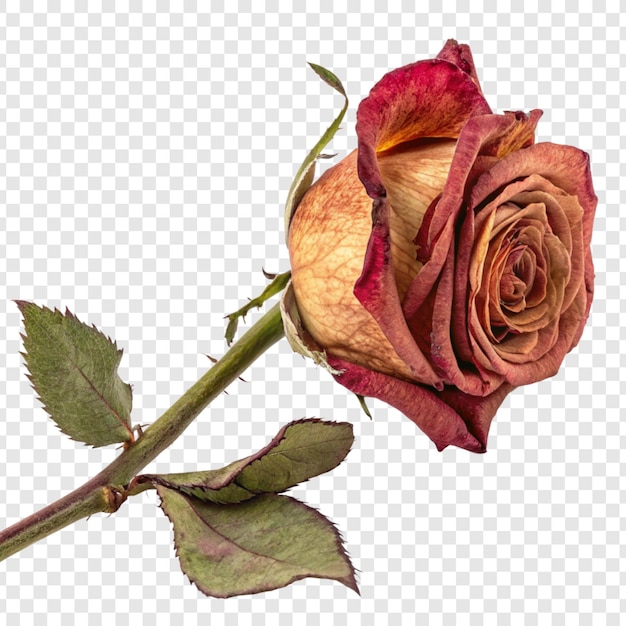 rose flower png isolated on transparent background