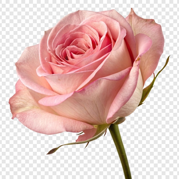 透明な背景に隔離されたバラの花 png
