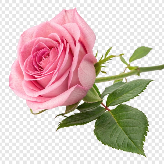 투명한 배경에 분리 된 장미 꽃 png