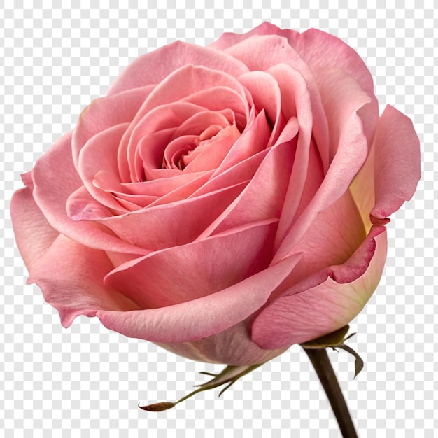 透明な背景に隔離されたバラの花 png