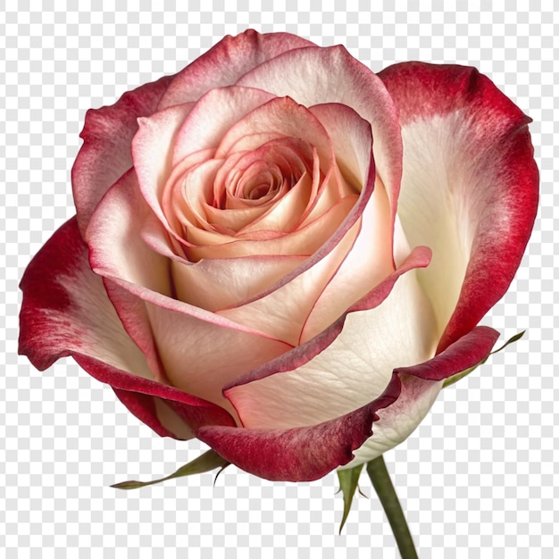 透明な背景に隔離されたバラの花 png