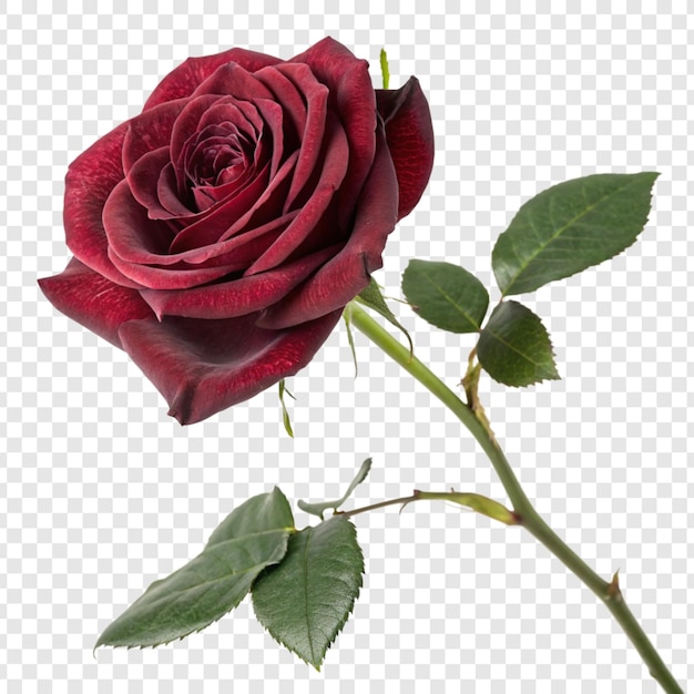 rose flower png isolated on transparent background