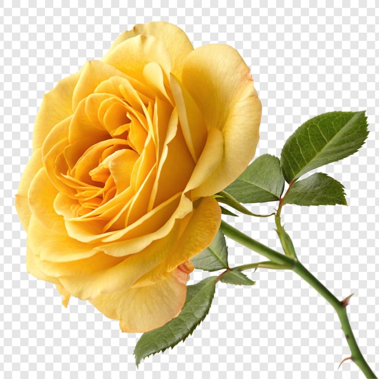 PSD 透明な背景に隔離されたバラの花 png
