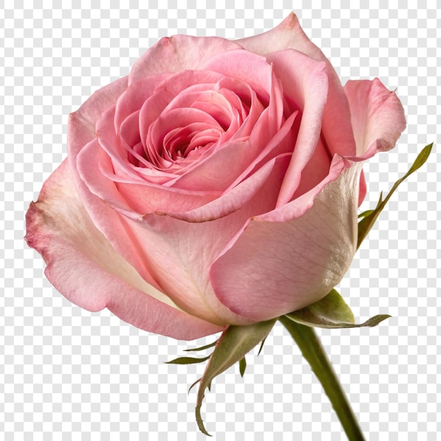透明な背景に隔離されたバラの花 png