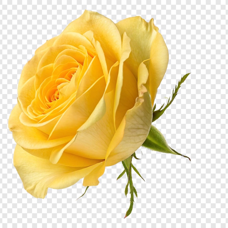 PSD rose flower png isolated on transparent background