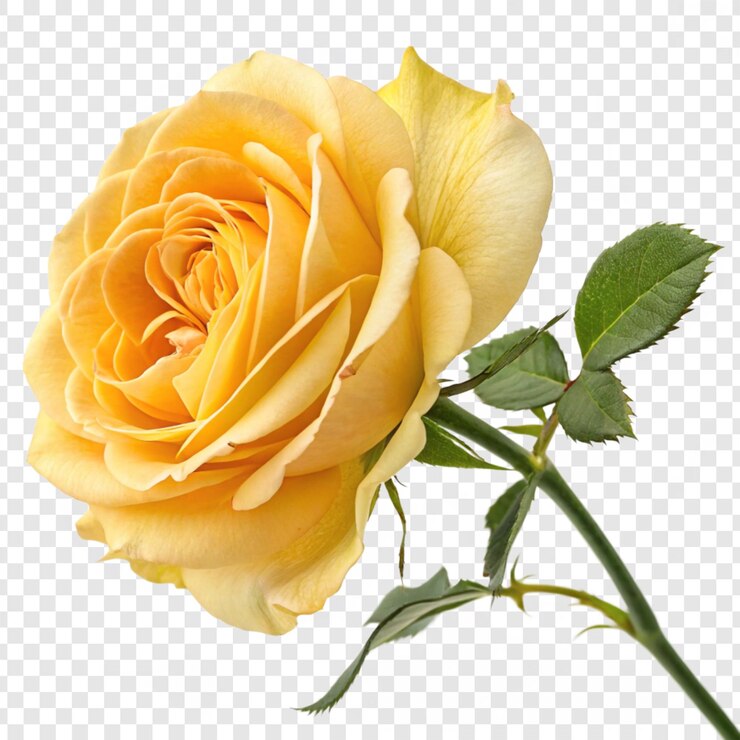 PSD 透明な背景に隔離されたバラの花 png
