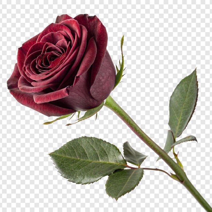 PSD rose flower png isolated on transparent background