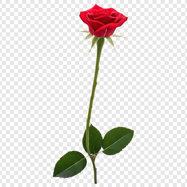 PSD rose flower png isolated on transparent background