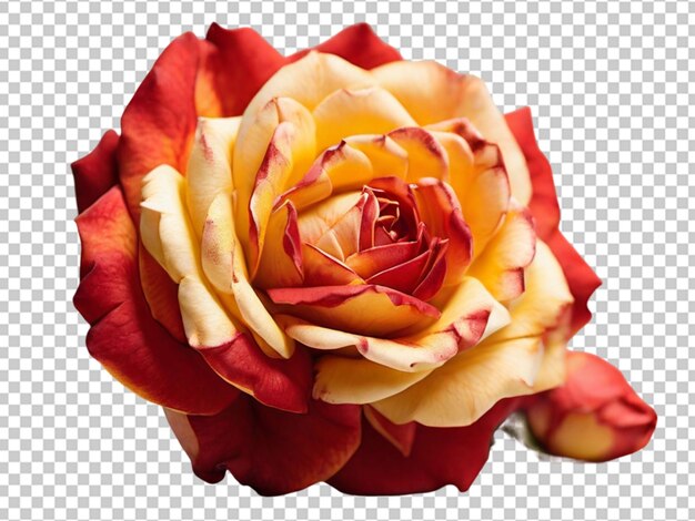 PSD rose flower png isolated on transparent background