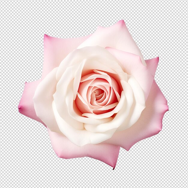 Fiore di rosa png isolato su trasparente