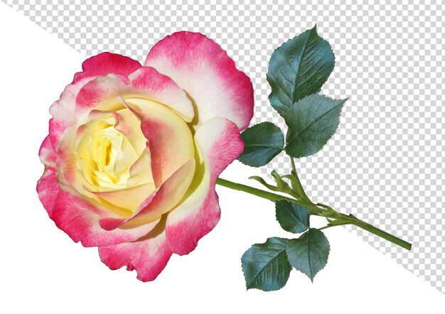 PSD rose flower png