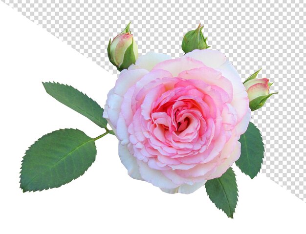 PSD Цветок розы png