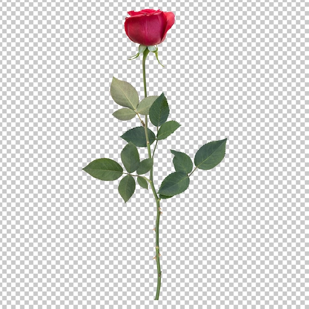 PSD rose flower stem isolated rendering