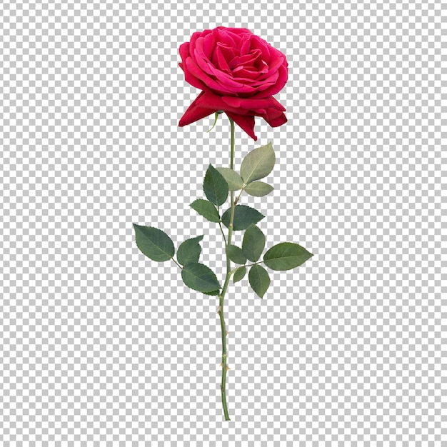 Rose flower stem isolated rendering