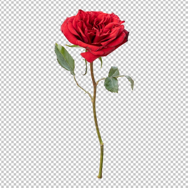 Rose flower stem isolated rendering