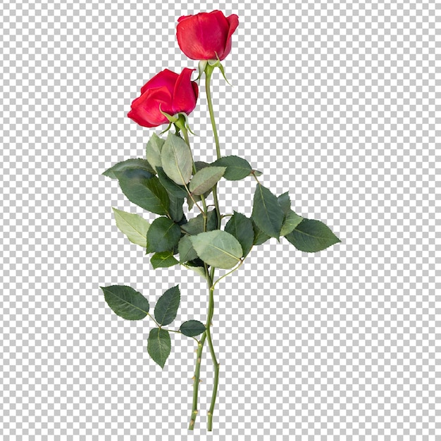 PSD rose flower stems isolated rendering