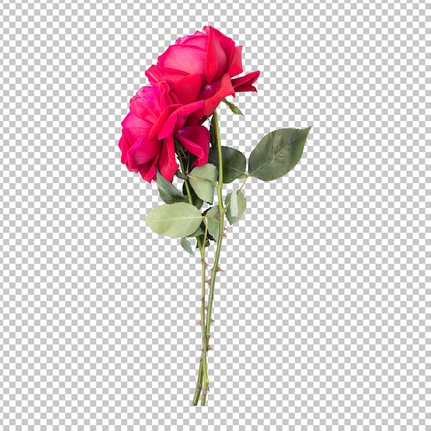 Rendering isolato di steli di fiori di rosa