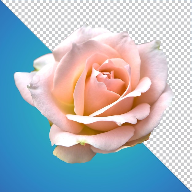 Rose Flower