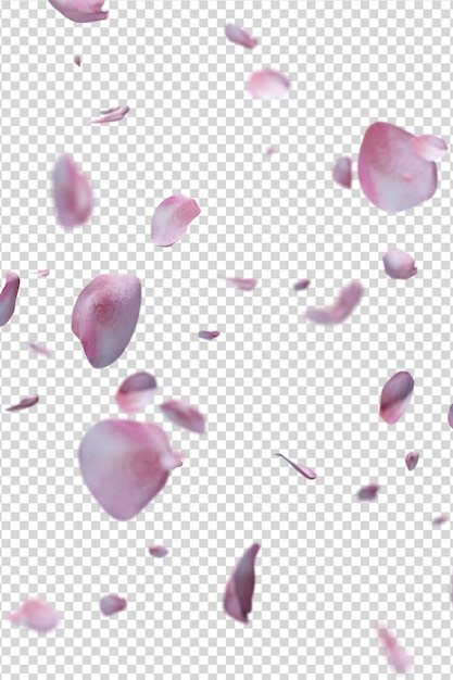 PSD rose petals flying romantic overlay