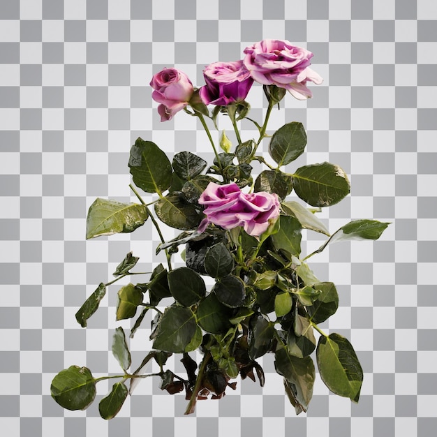 Rose plant alpha background