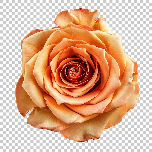 PSD rose png with transparent background