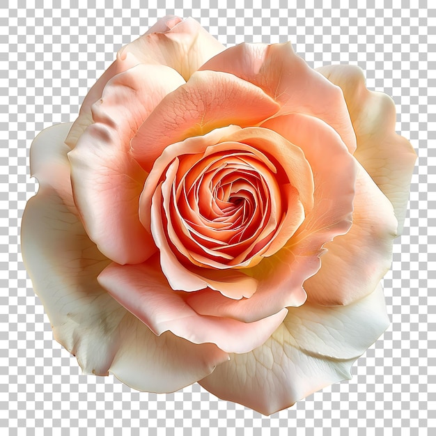 PSD rose png with transparent background
