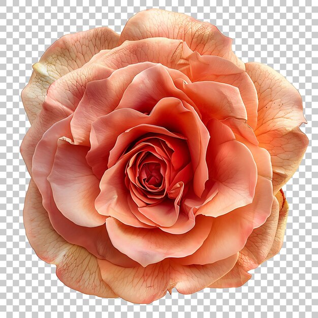 PSD rose png with transparent background
