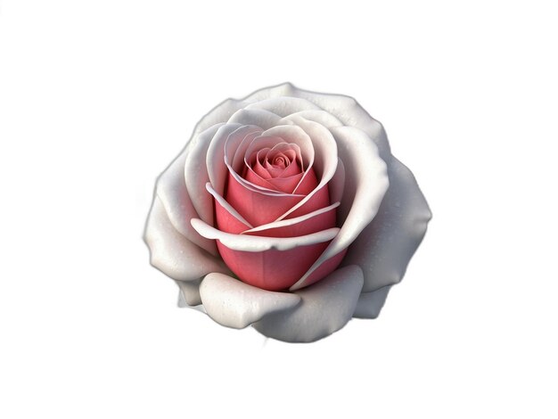 PSD rose psd on a white background