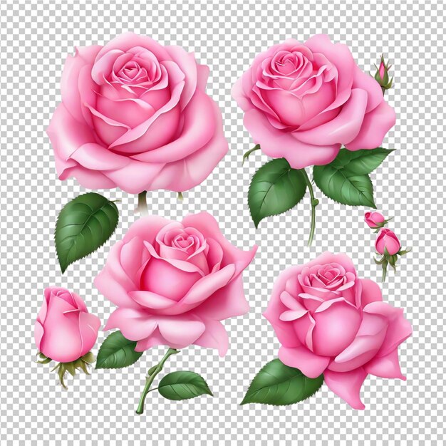 PSD set di fiori di rose artigianale isolato su uno sfondo trasparente