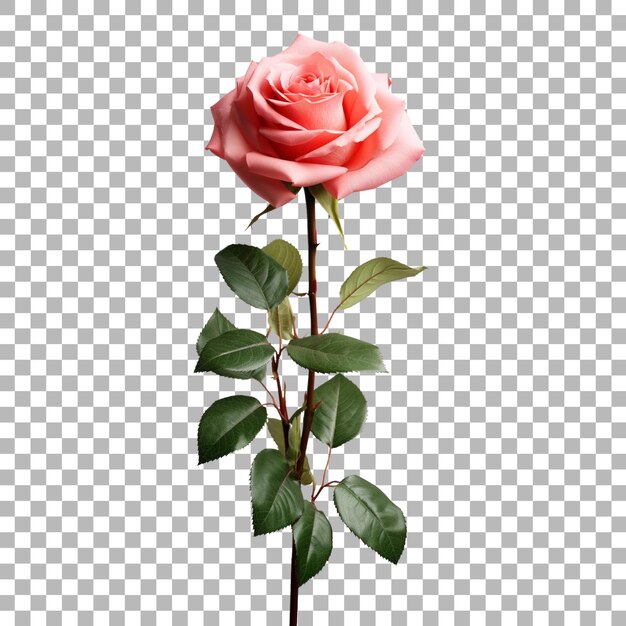 PSD rose on transparent background