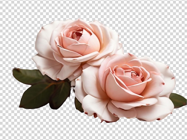 PSD rose on transparent background